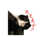 たれ耳はちわれ猫スタンプver.2（個別スタンプ：37）