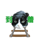 たれ耳はちわれ猫スタンプver.2（個別スタンプ：38）