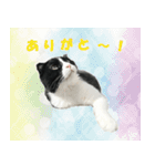 たれ耳はちわれ猫スタンプver.2（個別スタンプ：40）