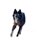 黒犬さん，英語をしゃべる．（個別スタンプ：1）