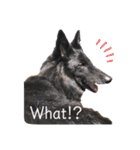 黒犬さん，英語をしゃべる．（個別スタンプ：6）