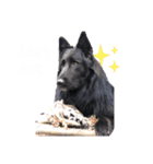 黒犬さん，英語をしゃべる．（個別スタンプ：7）