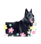 黒犬さん，英語をしゃべる．（個別スタンプ：8）