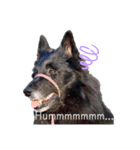 黒犬さん，英語をしゃべる．（個別スタンプ：9）