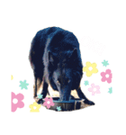 黒犬さん，英語をしゃべる．（個別スタンプ：10）