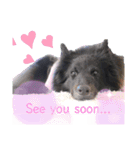 黒犬さん，英語をしゃべる．（個別スタンプ：11）