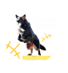 黒犬さん，英語をしゃべる．（個別スタンプ：12）