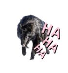 黒犬さん，英語をしゃべる．（個別スタンプ：14）