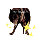 黒犬さん，英語をしゃべる．（個別スタンプ：15）