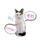 モモとモカ、そして空（個別スタンプ：7）