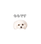 ももぴすたんぷ（1）（個別スタンプ：1）
