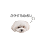 ももぴすたんぷ（1）（個別スタンプ：3）