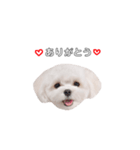 ももぴすたんぷ（1）（個別スタンプ：5）