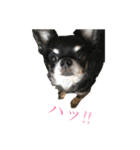 ♡愛犬のチワワ♡（個別スタンプ：1）