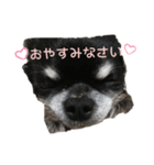♡愛犬のチワワ♡（個別スタンプ：2）