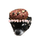 ♡愛犬のチワワ♡（個別スタンプ：4）