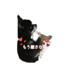 ♡愛犬のチワワ♡（個別スタンプ：5）
