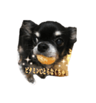 ♡愛犬のチワワ♡（個別スタンプ：6）