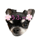 ♡愛犬のチワワ♡（個別スタンプ：8）