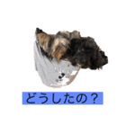 愛犬癒し（個別スタンプ：1）