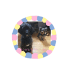 愛犬癒し（個別スタンプ：3）