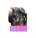 愛犬癒し（個別スタンプ：4）