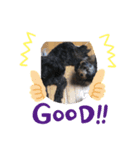 愛犬癒し（個別スタンプ：6）