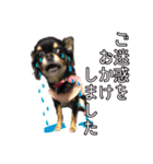 お仕事ジップ（個別スタンプ：9）
