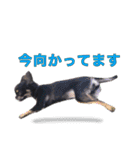 お仕事ジップ（個別スタンプ：11）
