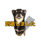 お仕事ジップ（個別スタンプ：12）