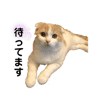 あにまるず集合（個別スタンプ：24）