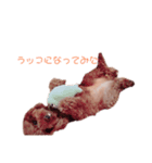 トイプードル ラムです♡（個別スタンプ：5）