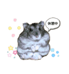 ハムスターのチョコ（個別スタンプ：3）