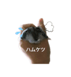 ハムスターのチョコ（個別スタンプ：19）