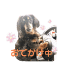 ダックスの日常②（個別スタンプ：3）