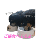 ダックスの日常②（個別スタンプ：8）