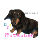 ダックスの日常②（個別スタンプ：17）