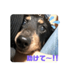 ダックスの日常②（個別スタンプ：20）