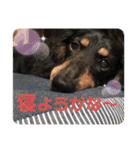ダックスの日常②（個別スタンプ：22）