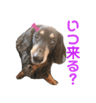 ダックスの日常②（個別スタンプ：24）