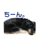 ダックスの日常②（個別スタンプ：26）