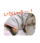 ダックスの日常②（個別スタンプ：27）