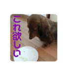 ダックスの日常②（個別スタンプ：29）