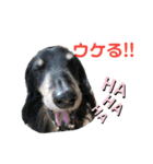 ダックスの日常②（個別スタンプ：32）