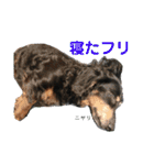 ダックスの日常②（個別スタンプ：33）