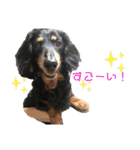 ダックスの日常②（個別スタンプ：35）