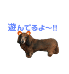 ダックスの日常②（個別スタンプ：37）