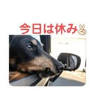 ダックスの日常②（個別スタンプ：38）