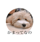 まるぷーキスケ（個別スタンプ：11）