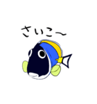 ばきばき泳ぐ熱帯魚 パウダーブルー（個別スタンプ：2）